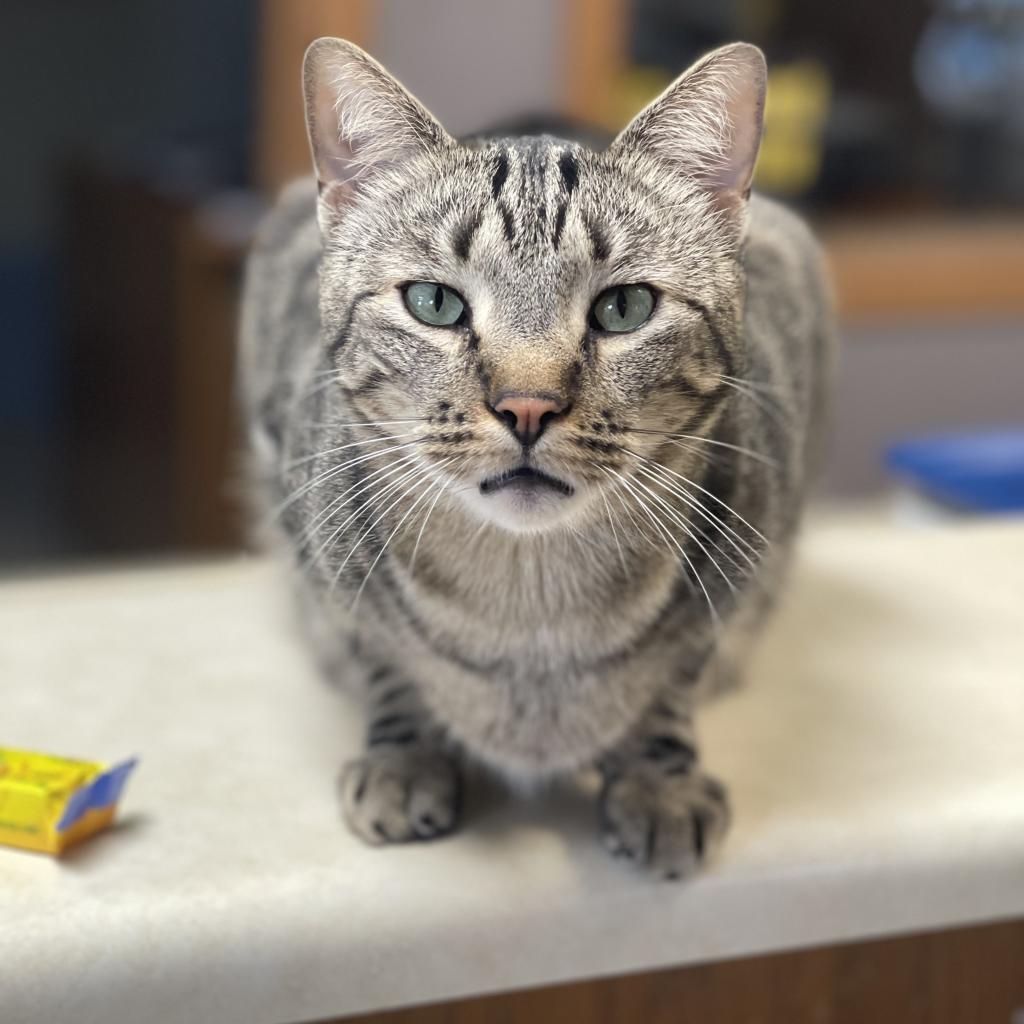 Beans, an adoptable Domestic Short Hair in Milford, IA, 51351 | Photo Image 3