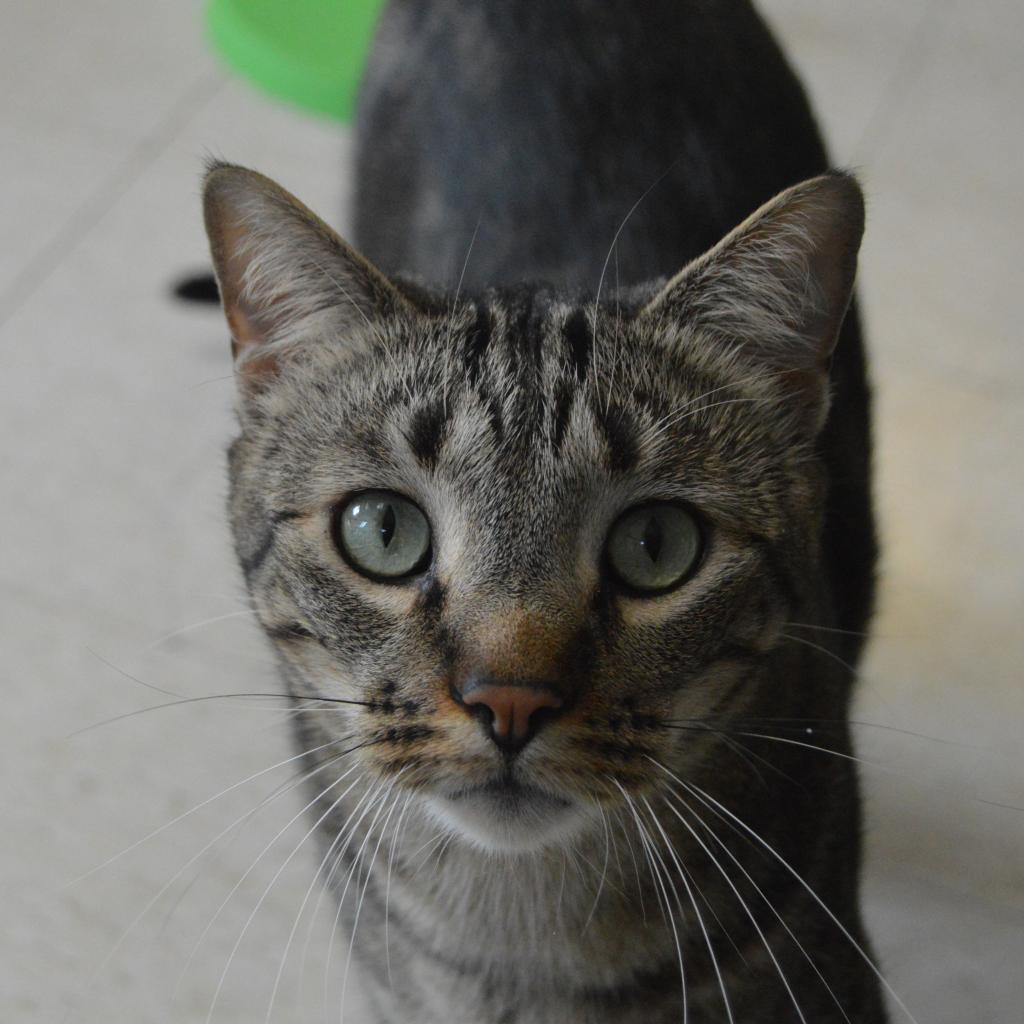 Beans, an adoptable Domestic Short Hair in Milford, IA, 51351 | Photo Image 4