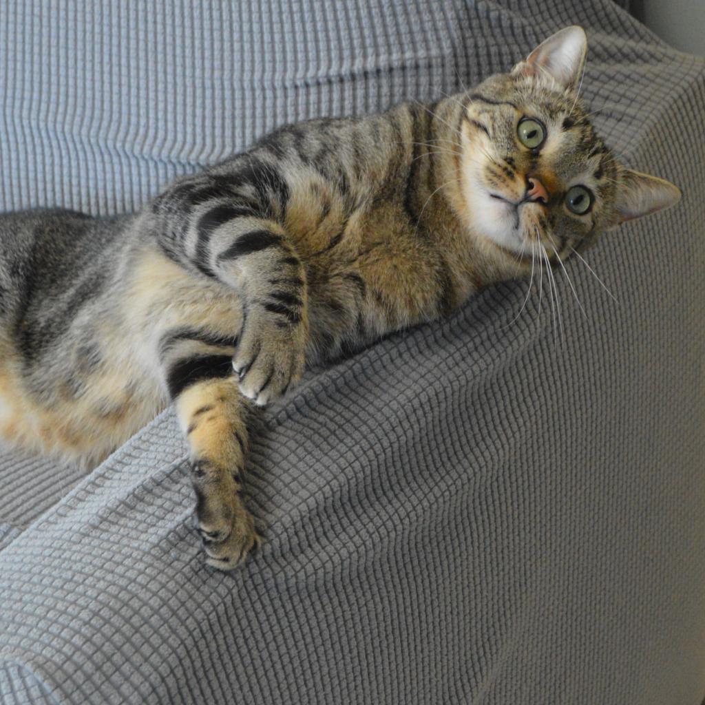 Beans, an adoptable Domestic Short Hair in Milford, IA, 51351 | Photo Image 5