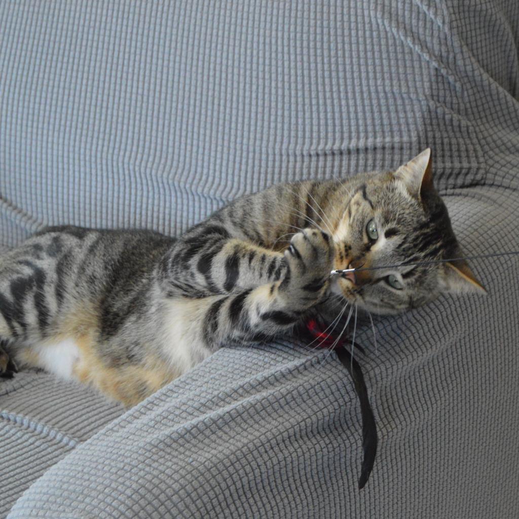 Beans, an adoptable Domestic Short Hair in Milford, IA, 51351 | Photo Image 6