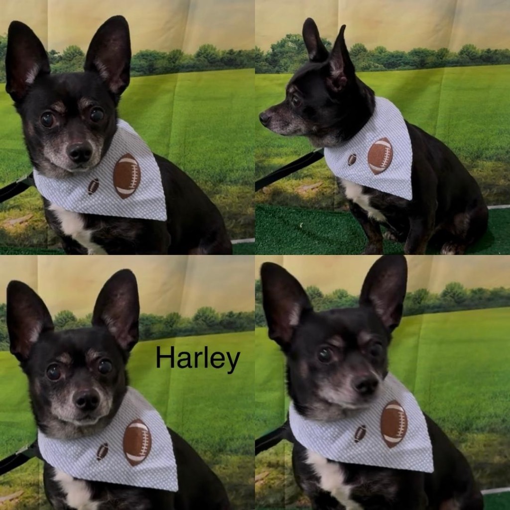 Harley