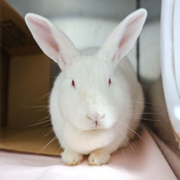 Gwendolyn (50% Off Adoption Fee)