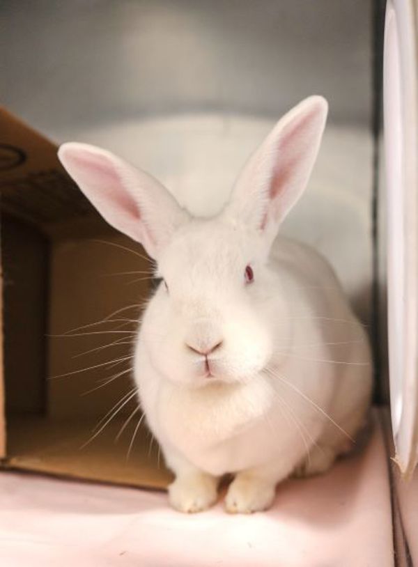 Gwendolyn (50% Off Adoption Fee)