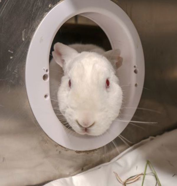 Gwendolyn (50% Off Adoption Fee)