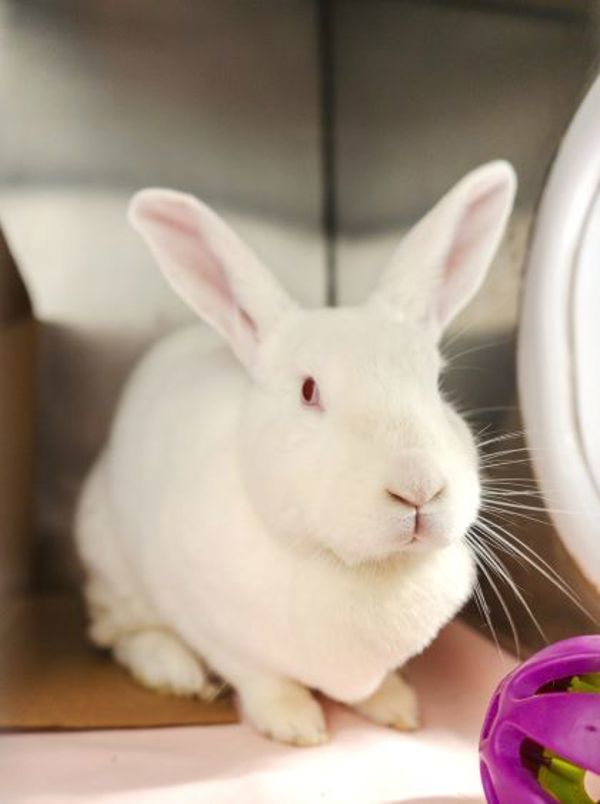 Gwendolyn (50% Off Adoption Fee)
