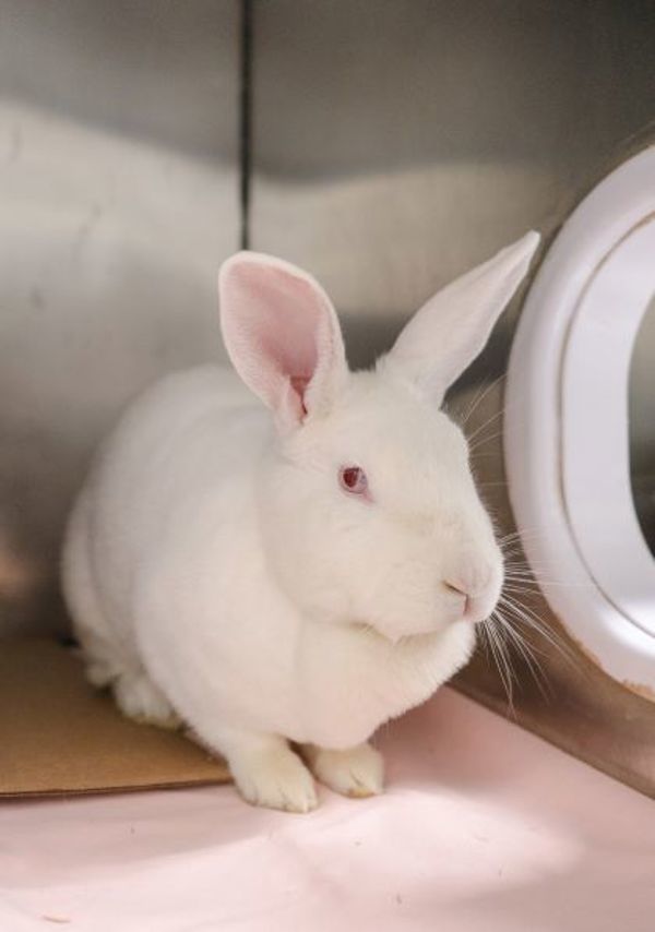 Gwendolyn (50% Off Adoption Fee)