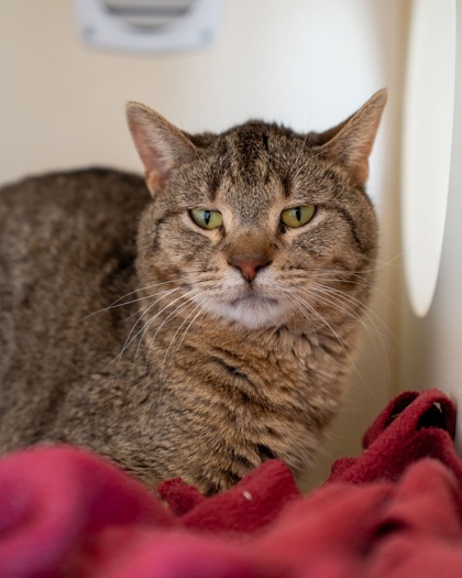 Andy, an adoptable Domestic Short Hair in Pequot Lakes, MN, 56472 | Photo Image 1