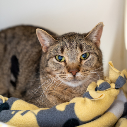 Andy, an adoptable Domestic Short Hair in Pequot Lakes, MN, 56472 | Photo Image 2