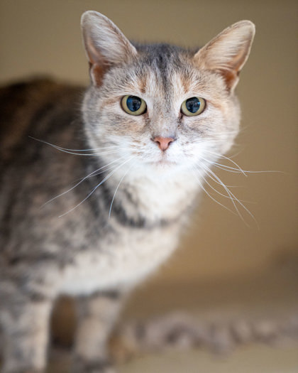 Amanda, an adoptable Domestic Short Hair in Pequot Lakes, MN, 56472 | Photo Image 1