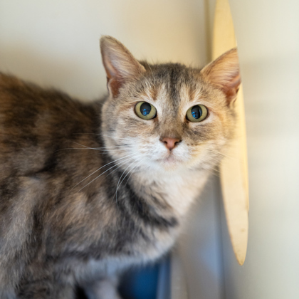 Amanda, an adoptable Domestic Short Hair in Pequot Lakes, MN, 56472 | Photo Image 2