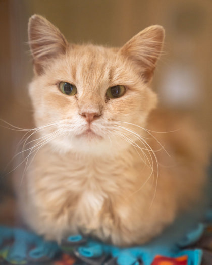 Andrea, an adoptable Domestic Medium Hair, Domestic Short Hair in Pequot Lakes, MN, 56472 | Photo Image 1