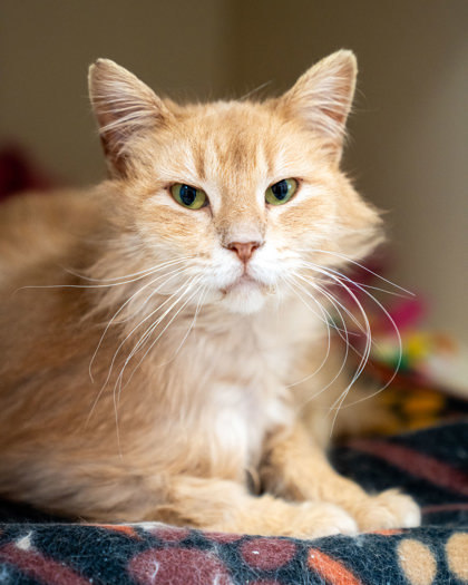 Andrea, an adoptable Domestic Medium Hair, Domestic Short Hair in Pequot Lakes, MN, 56472 | Photo Image 2