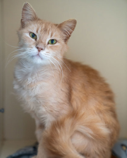 Andrea, an adoptable Domestic Medium Hair, Domestic Short Hair in Pequot Lakes, MN, 56472 | Photo Image 3