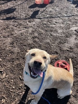 Doubloon - IN FOSTER, Adult Male Mixed Breed