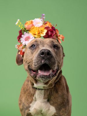 Meet Betty Lou Betty Lou is a 6-year-old sweetheart weighing in at about 54 pounds With her lower 