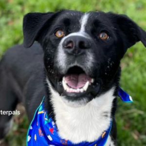 Tucker is a sweet puppy who needs just a little training He is already house trained and dog  cat