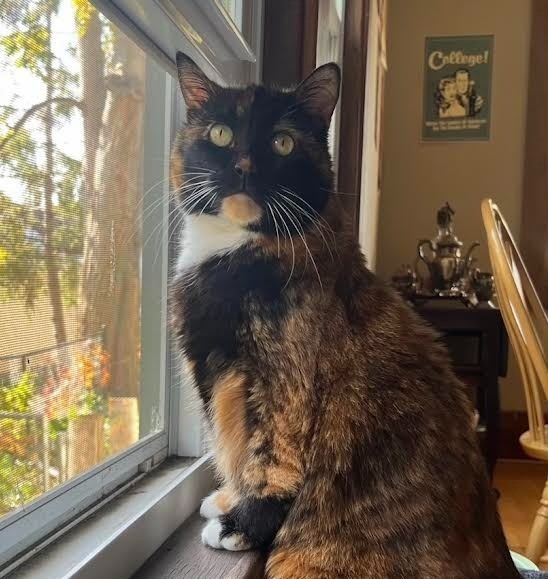 Raja