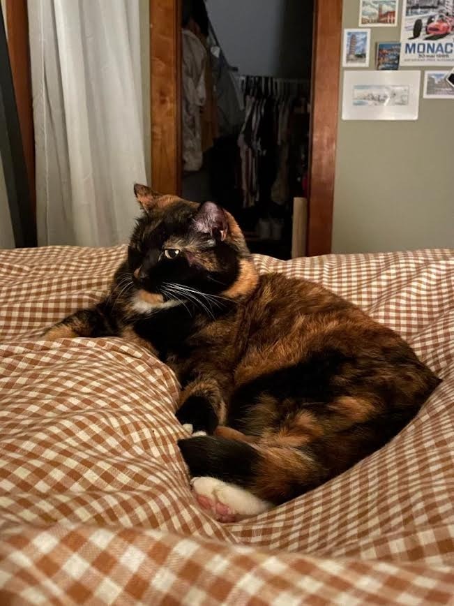 Raja