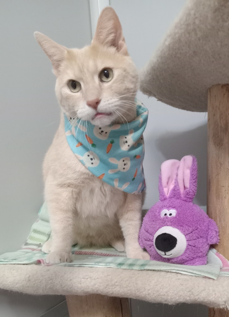 Gino (sponsored)