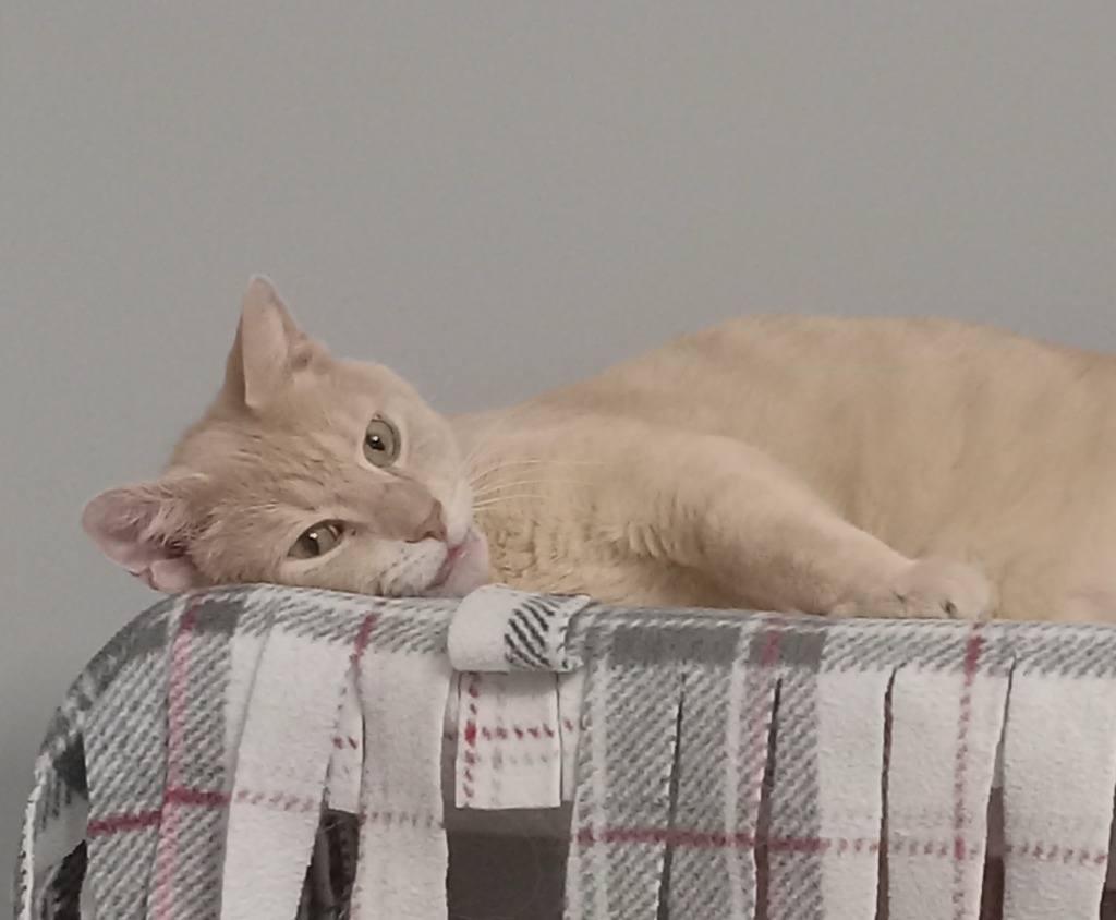 Gino (sponsored)