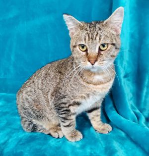 Itty Bitty Charlie, Adult Male Domestic Short Hair