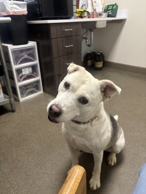 Bunny, Adult Female Husky