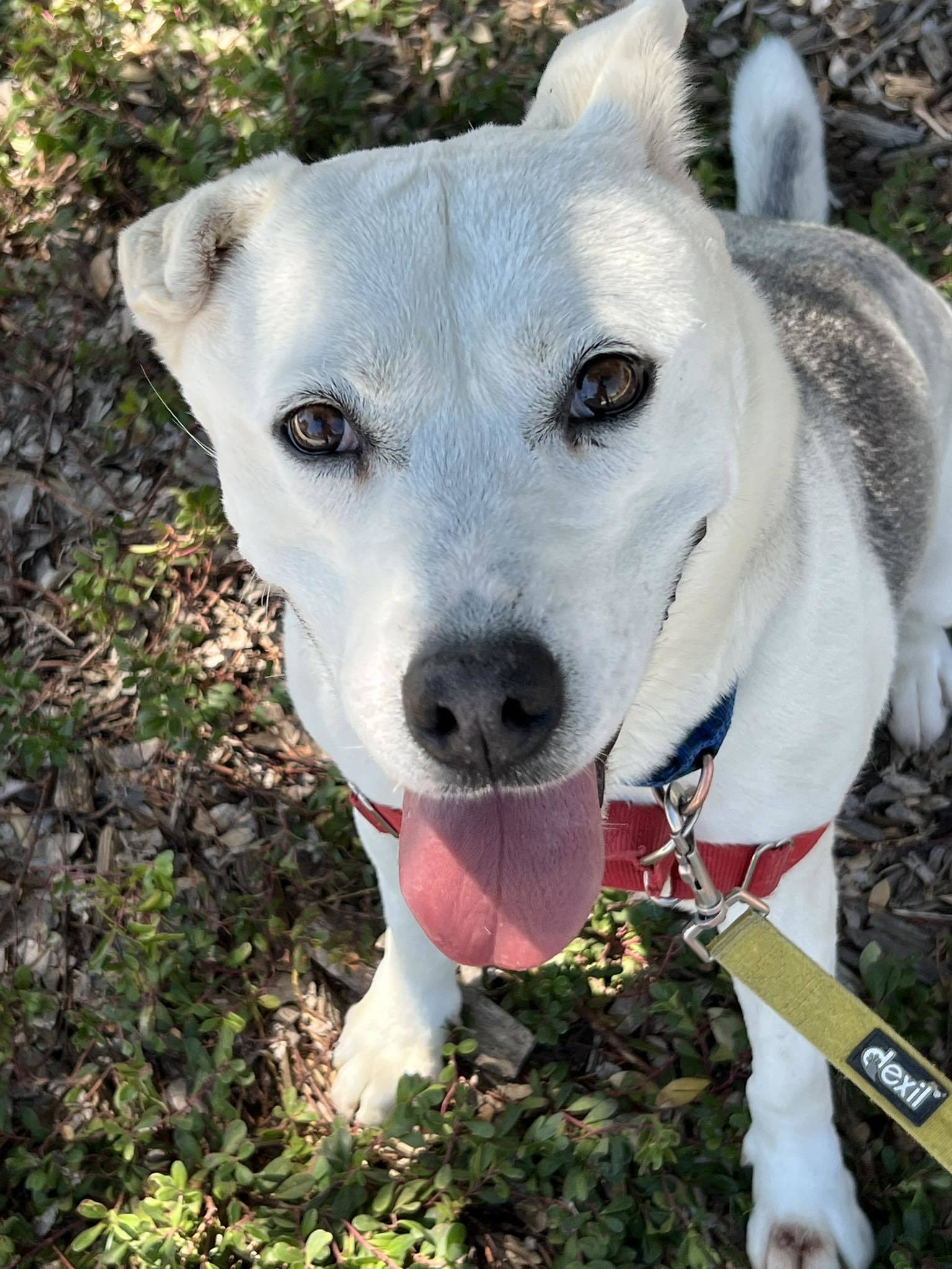 Bunny - Adoption fee fully sponsored by Teri W., an adoptable Husky in Chico, CA, 95928 | Photo Image 1