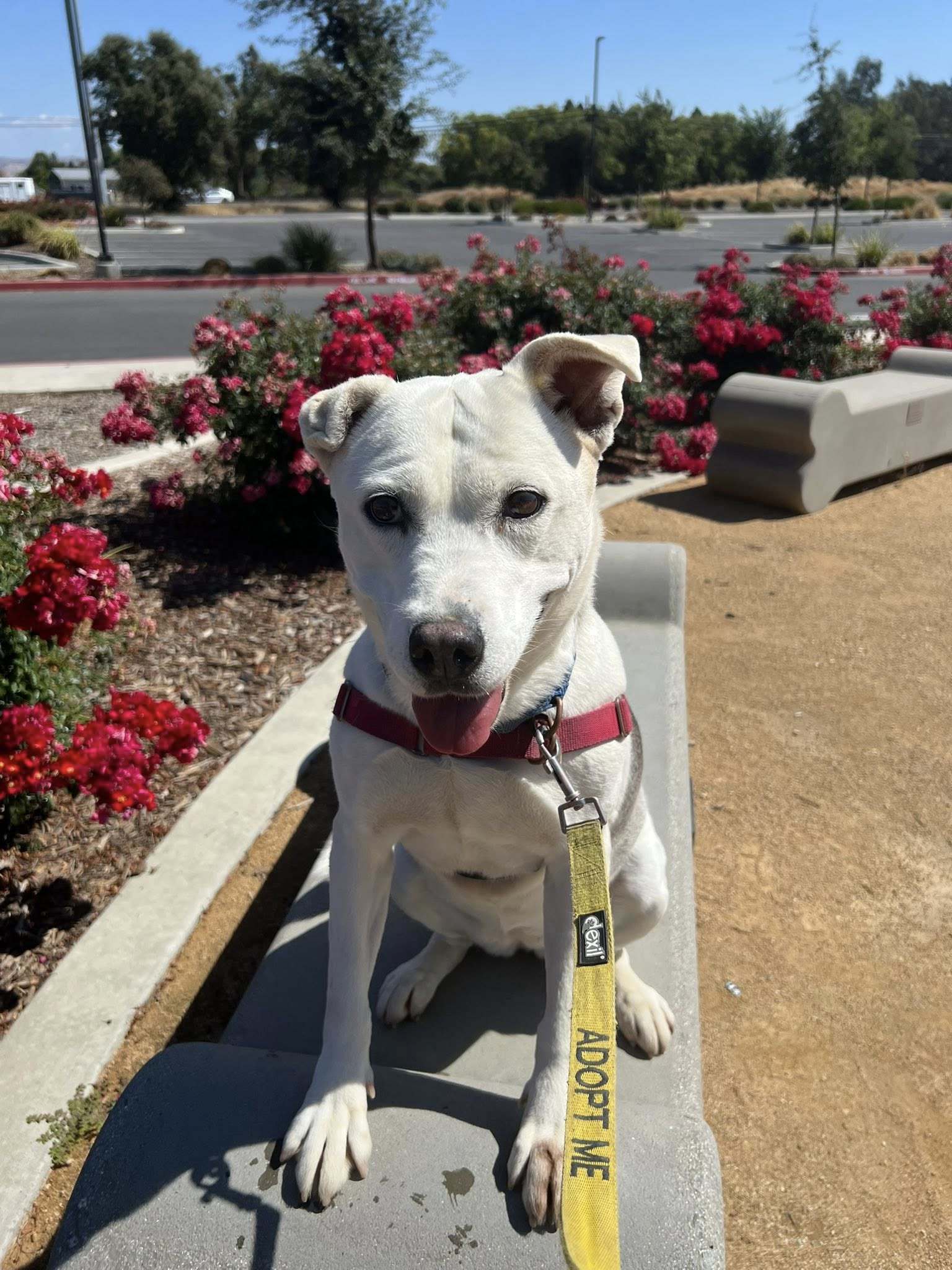 Bunny - Adoption fee fully sponsored by Teri W., an adoptable Husky in Chico, CA, 95928 | Photo Image 2
