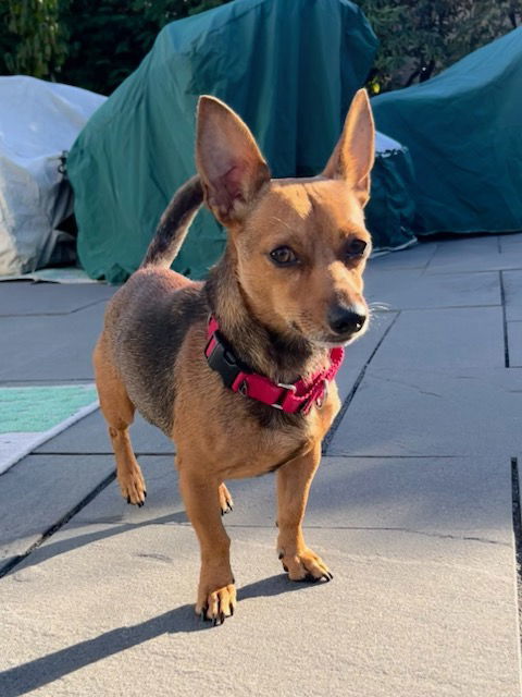 Bandit (rat terrier/chi) - Small size, big love!