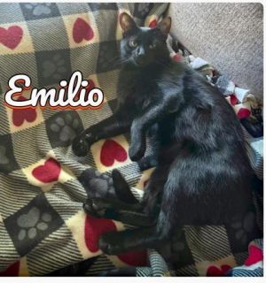 Emilio, Young Male Domestic Short Hair