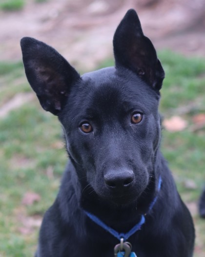 Jafar, an adoptable Mixed Breed in Walla Walla, WA, 99362 | Photo Image 1
