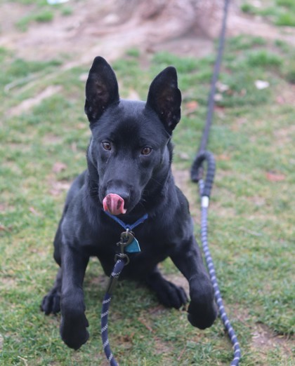 Jafar, an adoptable Mixed Breed in Walla Walla, WA, 99362 | Photo Image 3