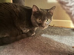 Tennessee, Young Male Domestic Short Hair
