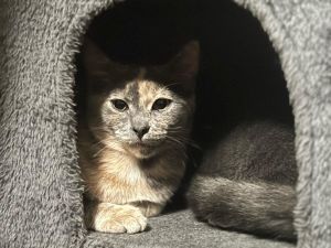 Georgia, Young Female Dilute Tortoiseshell