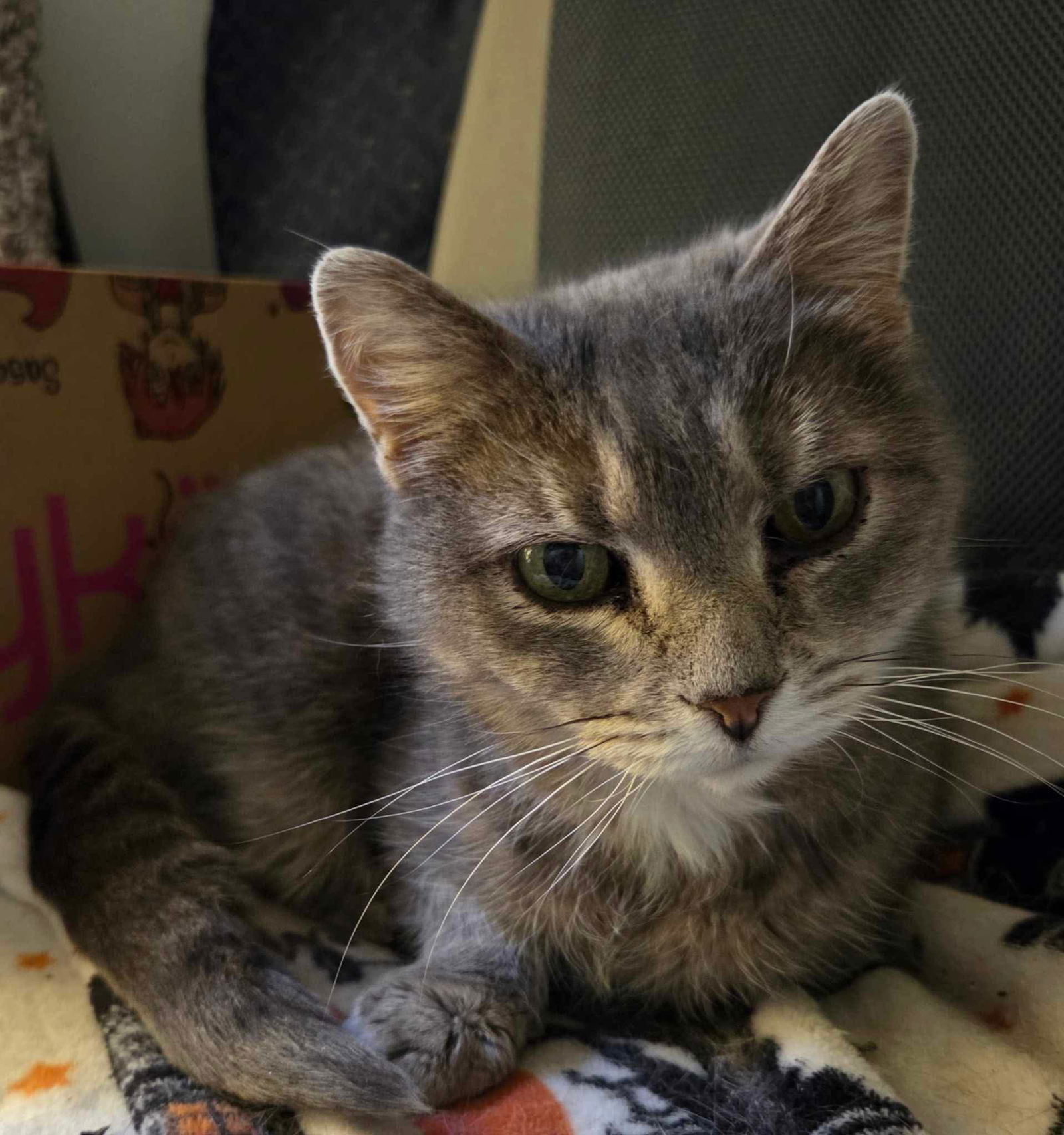 Fern, an adoptable Domestic Short Hair in Webster, WI, 54893 | Photo Image 1
