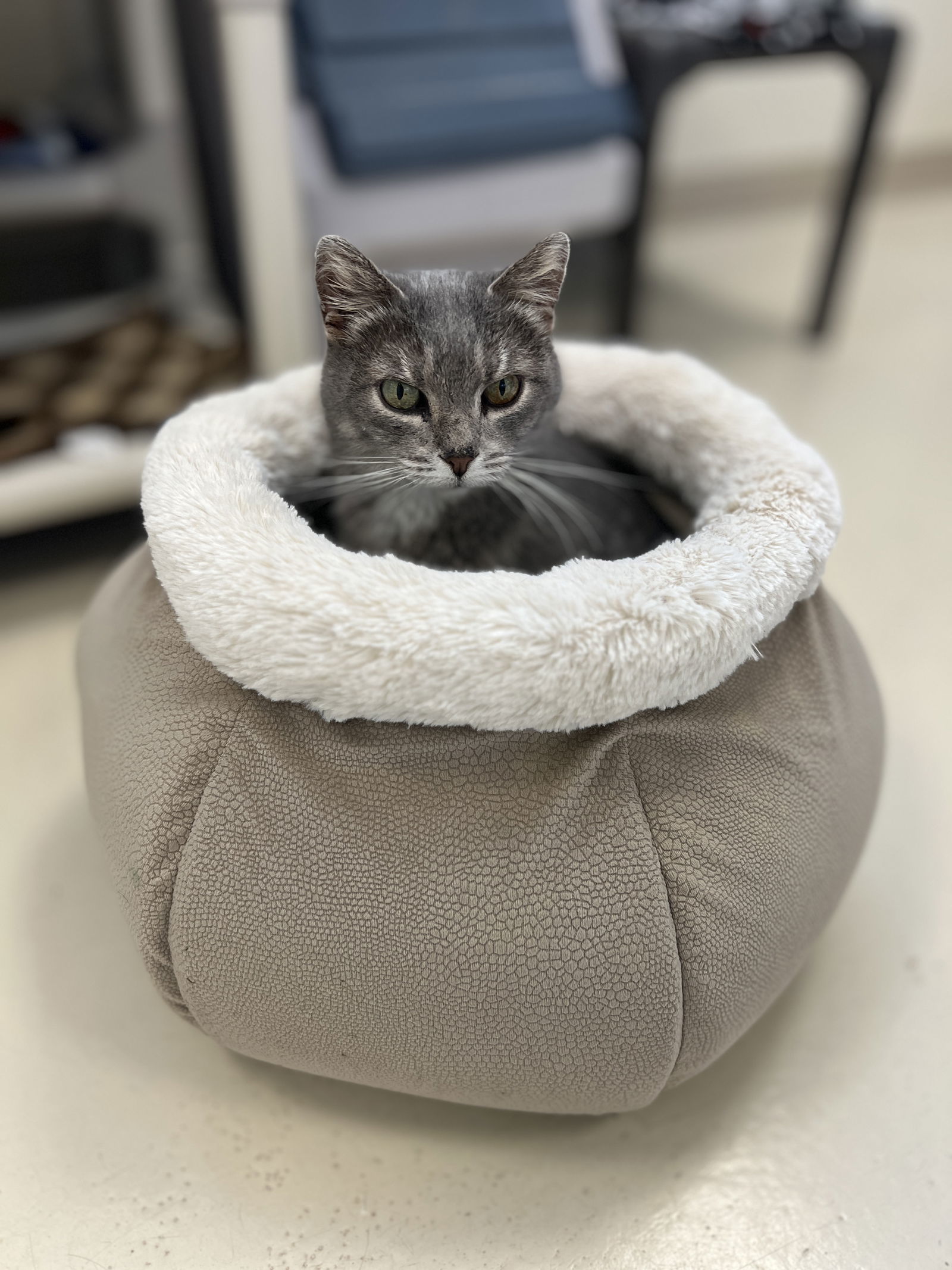 Fern, an adoptable Domestic Short Hair in Webster, WI, 54893 | Photo Image 1
