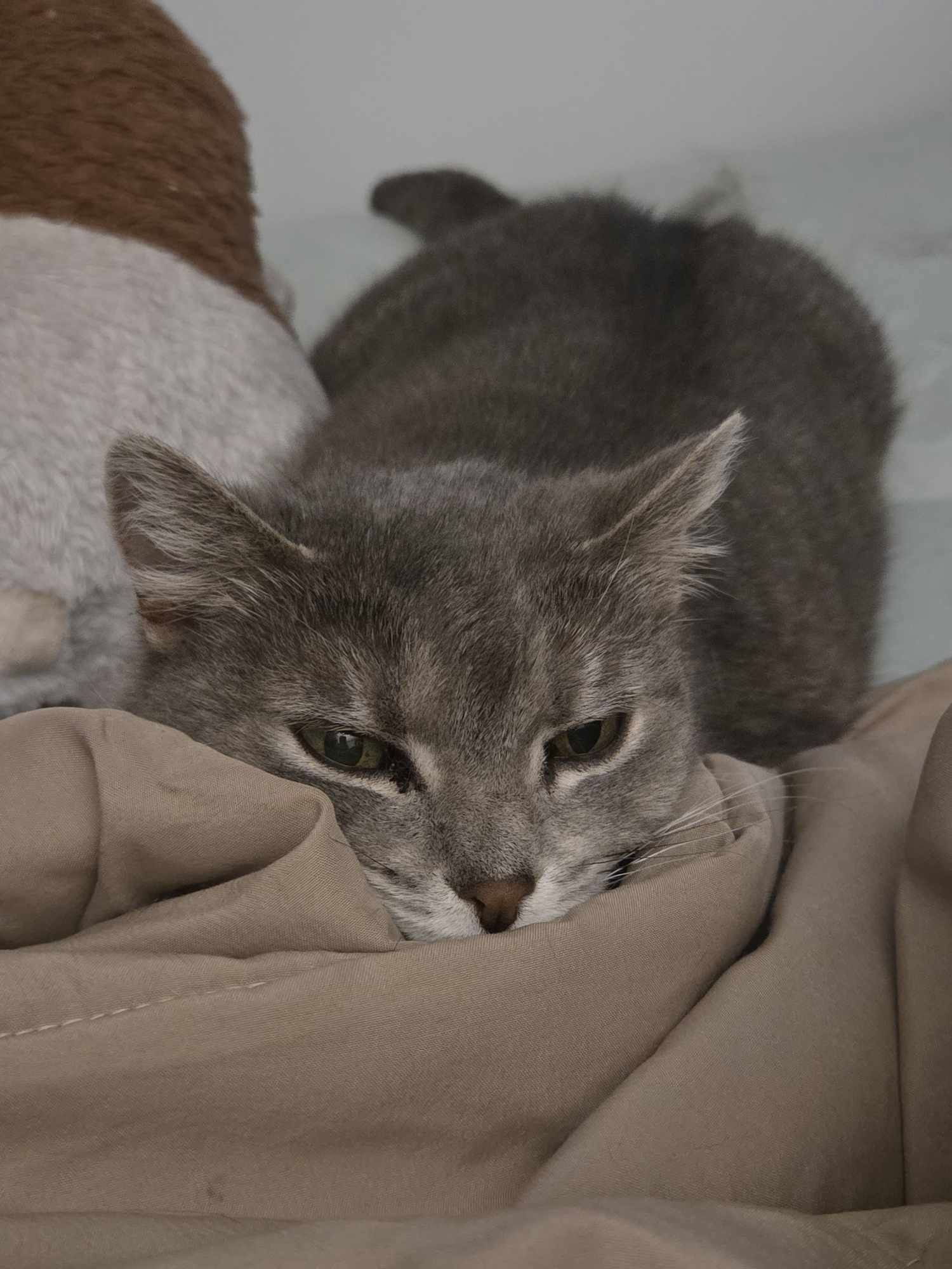 Fern, an adoptable Domestic Short Hair in Webster, WI, 54893 | Photo Image 2