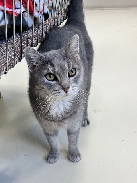 Fern, an adoptable Domestic Short Hair in Webster, WI, 54893 | Photo Image 3