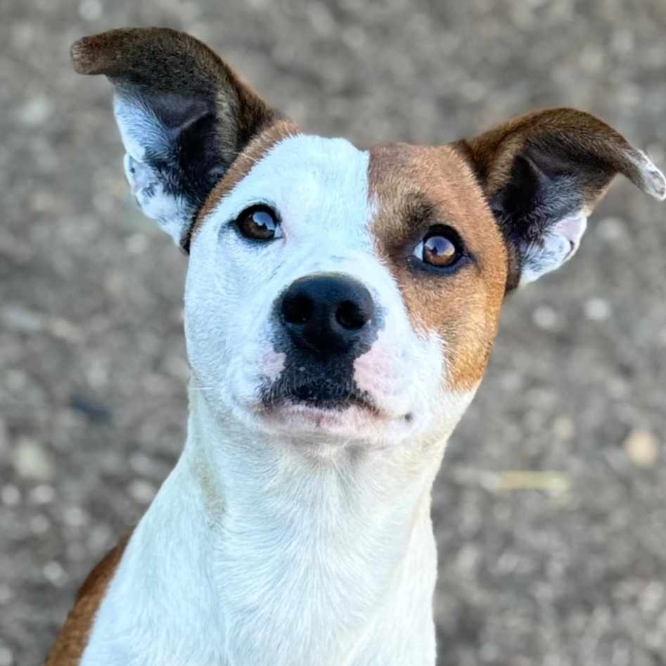 GB Parker, an adoptable Pit Bull Terrier, Mixed Breed in Wadena, MN, 56482 | Photo Image 1