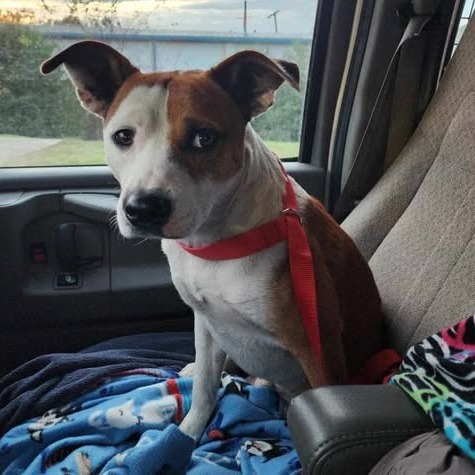 GB Parker, an adoptable Pit Bull Terrier, Mixed Breed in Wadena, MN, 56482 | Photo Image 2