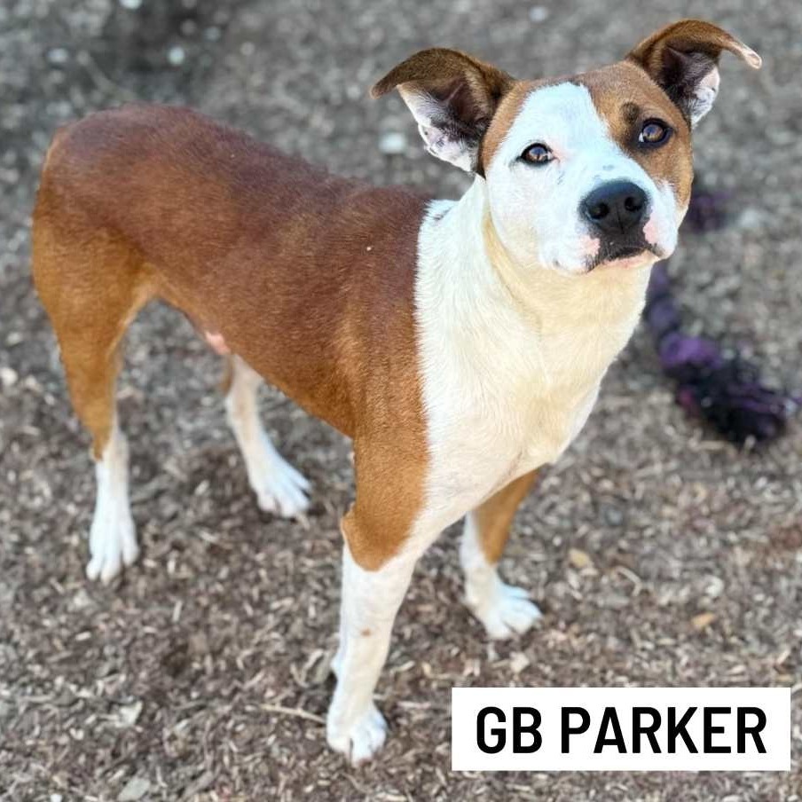 GB Parker, an adoptable Pit Bull Terrier, Mixed Breed in Wadena, MN, 56482 | Photo Image 3