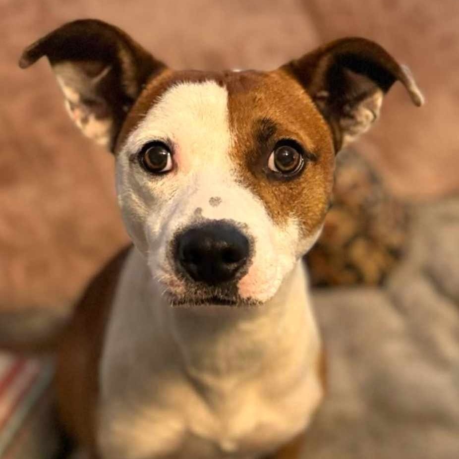 GB Parker, an adoptable Pit Bull Terrier, Mixed Breed in Wadena, MN, 56482 | Photo Image 4