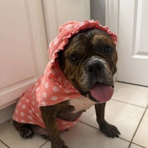 Sweet Pea, Adult Female English Bulldog