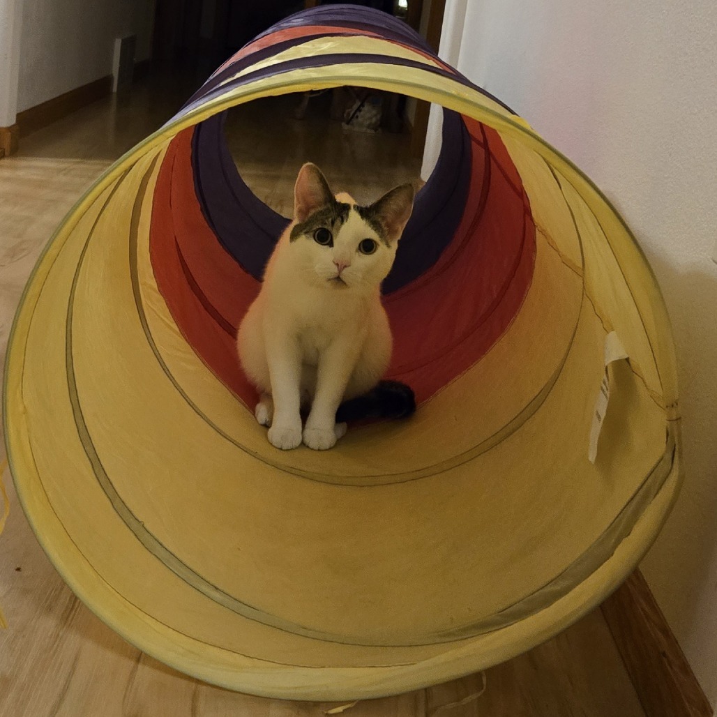 Bowie--In Foster