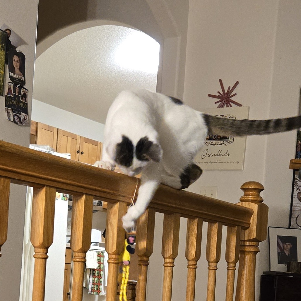 Bowie--In Foster, an adoptable Domestic Short Hair in Fargo, ND, 58102 | Photo Image 3