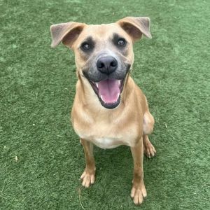 Hamlet, Young Male Mixed Breed