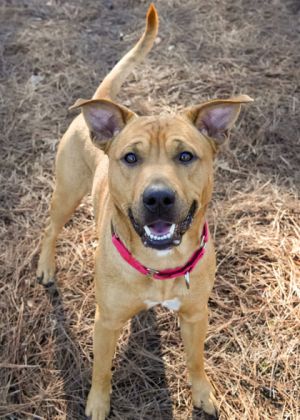 Meet Jason a 2-year-old mixed breed with a heart full of love waiting to shine While he can be a