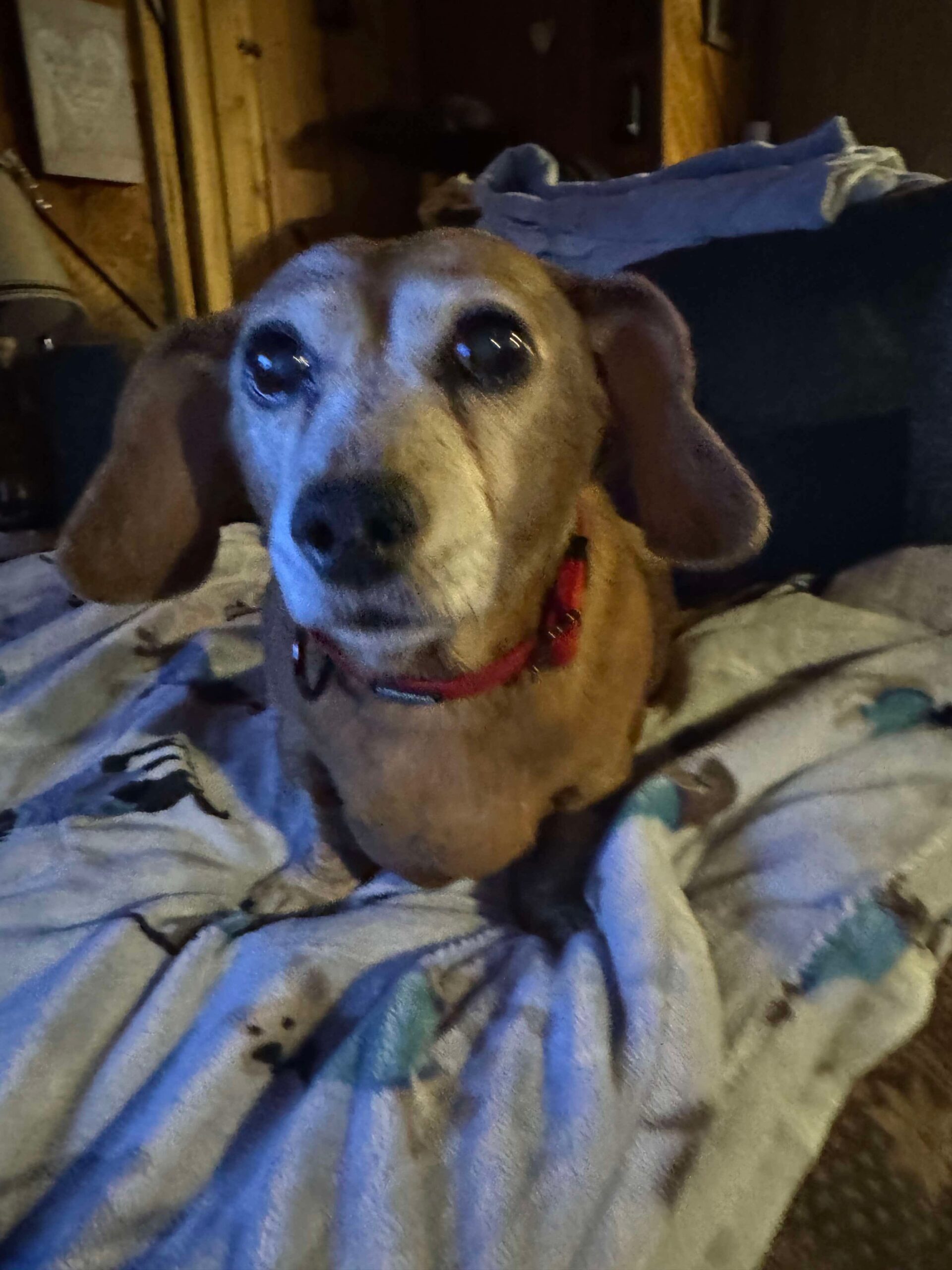 Piper (25-007)