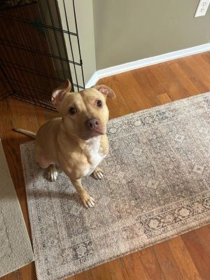 Honey, Adult Female American Staffordshire Terrier