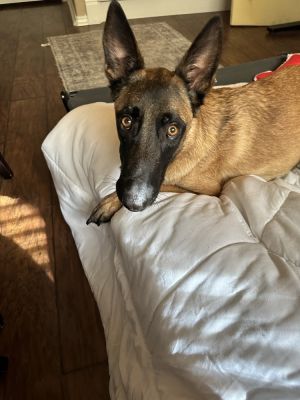 Phoebe, Adult Female Belgian Shepherd / Malinois